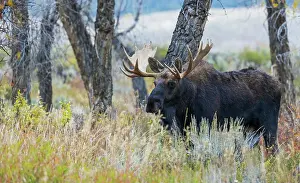 Ken Archer: Bull moose, autumn color along the river bed