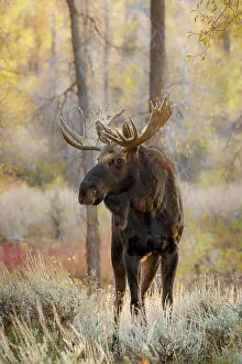 Alces: Bull moose in autumn, Grand Teton National Park, Wyoming