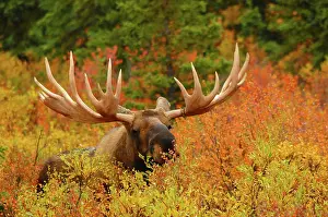 Alces: Bull Moose Feeding, Denali National Park