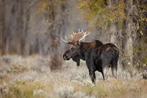 Alces: Bull moose, Grand Teton National Park, Wyoming