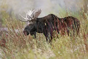 Alces: Bull moose, Grand Teton National Park, Wyoming