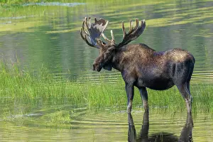 Cool: Bull moose takes advantage of a small pond to cool off in