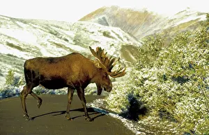 Lisa Svedberg: Bull moose - in velvet - crossing road