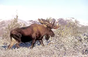 Browse: Bull moose - in velvet foraging for browse