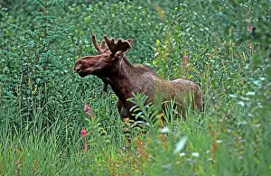 Browse: Bull moose - in velvet - foraging for browse