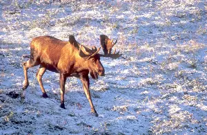 Browse: Bull moose - in velvet, foraging for browse