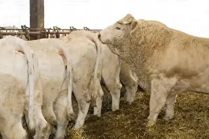 Stall: Bull near a cow in heat in a stall