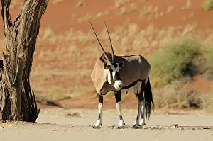 Camelthorn: Oryx