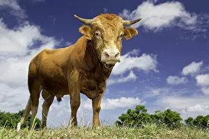 Azores: Bull at Santa Maria Island, Azores, Portugal, Atlantic