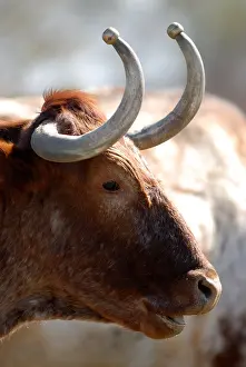 Tauruses: Bull with scoops of protection on the horns Camargue