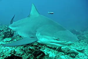 Carcharhinus: Bull Shark