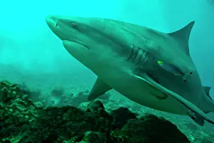 Carcharhinus: Bull Shark
