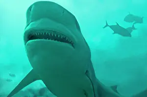 Carcharhinus: Bull Shark