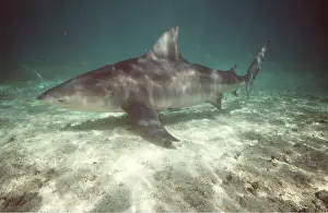 Sharks: BULL SHARK