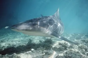 Size: BULL SHARK