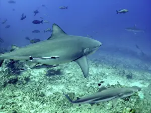 Blacktip: Bull Shark and Black-tip / Blacktip Reef shark