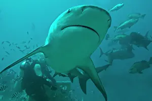 Carcharhinus: Bull Shark - diver in background