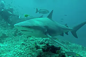 Leucas: Bull Shark - diver shark feeder in background