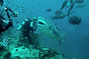 Leucas: Bull Shark - with divers - other sharks in background