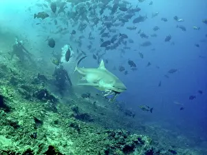 Leucas: Bull shark - feeding with divers in background