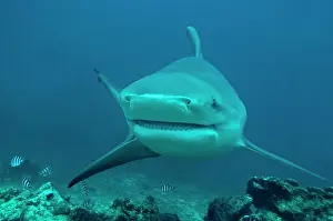 Leucas: Bull Shark - female