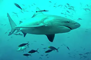 Carcharhinus: Bull Shark - female