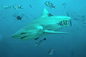 Carcharhinus: Bull Shark - with fisherman's hook cutting into