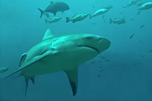 Potential: Bull Shark - moving through its potential prey