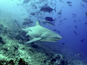 Leucas: Bull shark with remoras swimming through school of fish