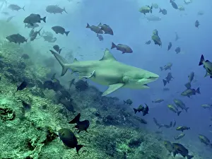 Leucas: Bull shark - Swimming through fish. Very dangerous to man