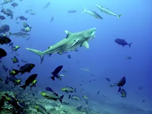 Leucas: Bull shark - Swimming towards surface with mouth open