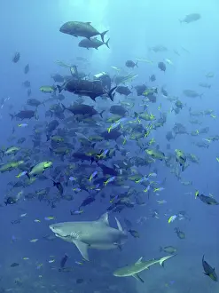 Trailing: Bull Shark - Trailing line from hook in mouth