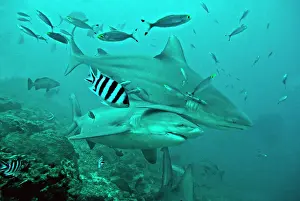 Carcharhinus: Bull Sharks - with fisherman's hook and line trailing