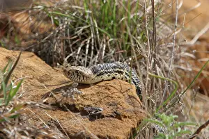 Gopher: Bull Snake (Pituophis catenifer sayi)