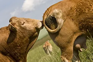 Tauruses: Bull sniffing the back of a train-Limousine cow