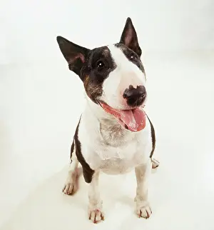 Saliva: BULL TERRIER DOG -FACING