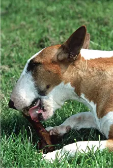 Chewing: BULL TERRIER - EATS BONE