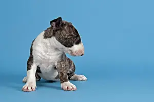 Brindle: Bull Terrier puppy, 6 weeks, brindle and white