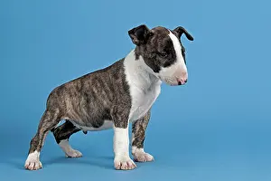 Brindle: Bull Terrier puppy, 6 weeks, brindle and white