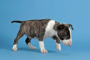 Brindle: Bull Terrier puppy, 6 weeks, brindle and white