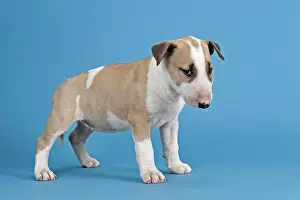 Mamma: Bull Terrier puppy, 6 weeks, red and white
