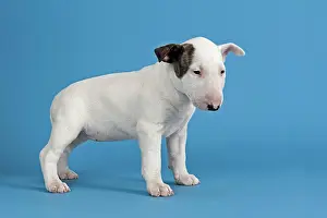 Markings: Bull Terrier puppy, 6 weeks, white with markings
