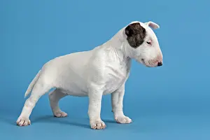 Markings: Bull Terrier puppy, 6 weeks, white with markings