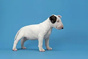 Markings: Bull Terrier puppy, 6 weeks, white with markings