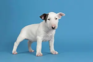 Markings: Bull Terrier puppy, 6 weeks, white with markings