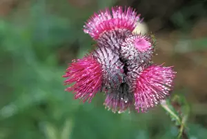 Aster: bull thistle, Cirsium vulgare, wildflowers