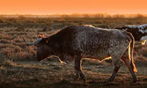 Tauruses: Bull used to lead the Bulls battle