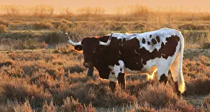 Tauruses: Bull used to lead the Bulls battle