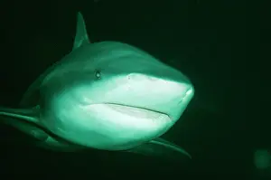 Carcharhinus: Bull / Zambezi / Zambesi / Ground / Cub Shark