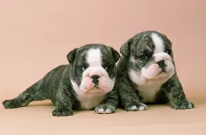 Campanion: BULLDOG - 4 WEEK OLD PUPPIES